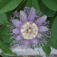 Lariolson (@lariolson1) 's Twitter Profile