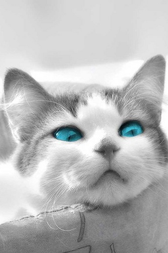 こんにちは。しがないサラリーマンの吉田です。新書の乱読が好き。最近呟いてるのはPC、iPhone/iPad、時事ネタかな？