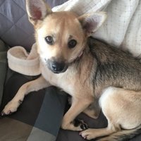 Beacon Animal Rescue NJ(@BeaconAnimalNJ) 's Twitter Profile Photo