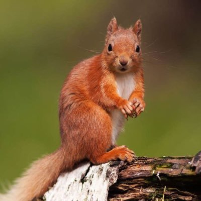 Squirreling my way to financial freedom