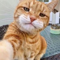 şekilsiz dengeli (@1233333334e) 's Twitter Profile