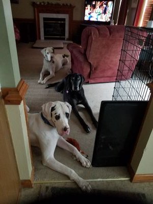 3BigDanes's profile picture. 