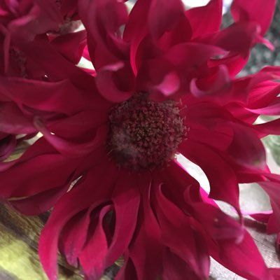 ohjojokoita's profile picture. ヘタレです。性欲旺盛な初老って、人間としてどないなんか？と悩む日々。