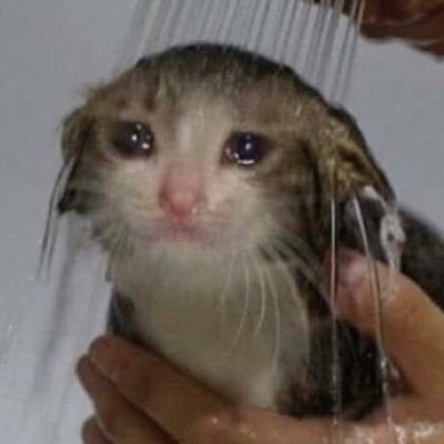 touchmycow's profile picture. crying cat is my spirit guide, Pro-degeneracy,  they/them