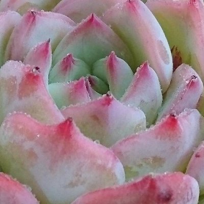 もり子出品❗キキョウ3株　　紅錦1株お届けいたします。 多肉植物専門 takechico_com (@tokiojapan1) / X