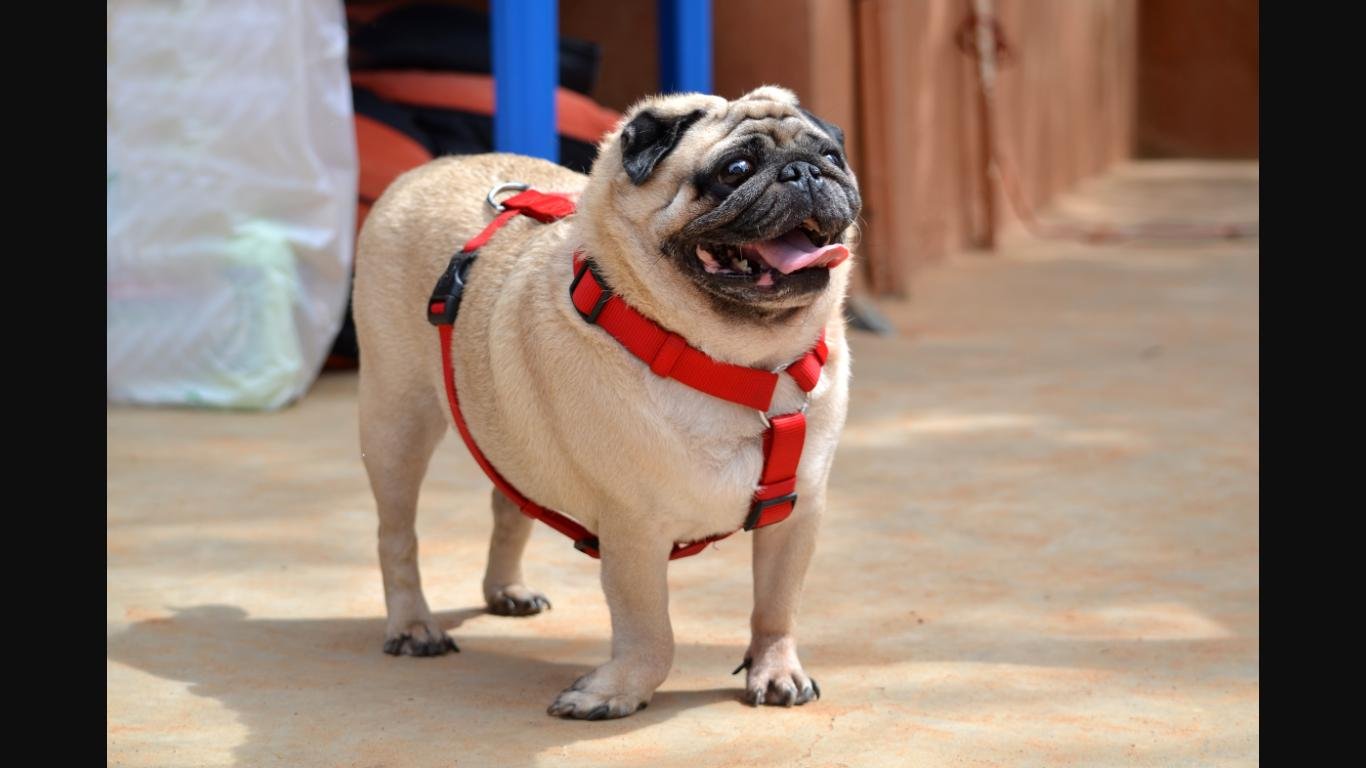 LT_Virus's profile picture. mmmmmmmguh??