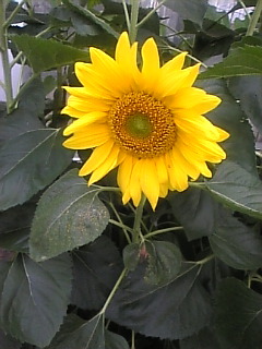 terrafebruary27's profile picture. 