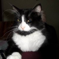 Maître Zack (@zackzac4) 's Twitter Profile