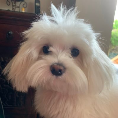 Marcelaaa13's profile picture. ️️✌️ ✈️ Mexico-Canada-Austria-Finland-Spain ✈️ February 8,2009