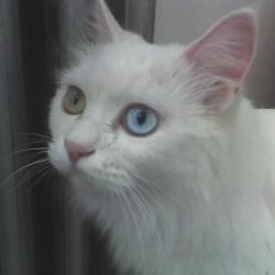 Sean_Ho's profile picture. Generic Gen Y dude, post-emerging artist, art project, who digs riffin' off people's shit, old skool, from Vatican to Mazatlan! http://t.co/qSFm68MgvW