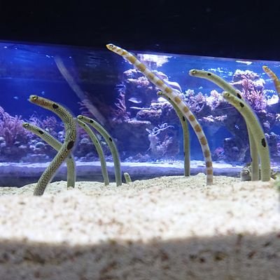 Natsuki_SXL's profile picture. 🤔
🇨🇳🇯🇵🇺🇸