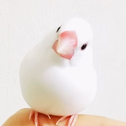 文鳥のしぐれちゃんさんのプロフィール画像