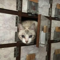 お湯どころ野川 (@oyudokoronogawa) 's Twitter Profile Photo