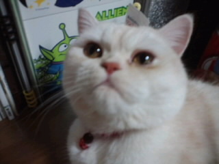 ikedanatsu's profile picture. 猫好きの元本屋。本関係の仕事をしています。虎とベトナム料理が好きです。娘っ子、アイドル→マジシャン→学校の先生になりたい7歳になりました