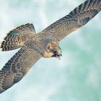 ساكن السماء (@rsrs37201142) 's Twitter Profile