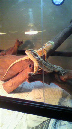 mususu1112's profile picture. 