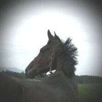 LucindaRussellRacing(@LucindaRacing) 's Twitter Profile Photo