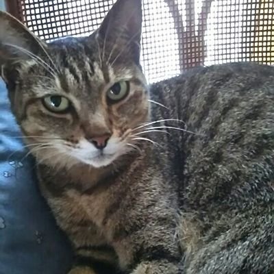 ミセバヤさんのプロフィール画像
