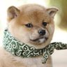 sakuprogramming's profile picture. 未経験から異業種のITの世界に飛び込むべく本気で勉強してWEBデザイナーになったのち、現在はフロントもバックエンドもやるWEB屋さんみたいな感じです。モチベーションを保つために、やったことを発信したり、調べたり、いろんな人と繋がってみたいアカウントです。