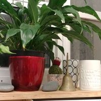 Shanali Govender (@govendershanali) 's Twitter Profile