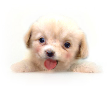 noblame21's profile picture. 나는 아무의 제자도 아니며 
누구의 친구도 못 된다. 
...... 
나는 태양에의 사악한 꿈을 꾸고 있다.