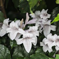 Trinity College Botanic Garden (@tcbotanicgarden) 's Twitter Profile
