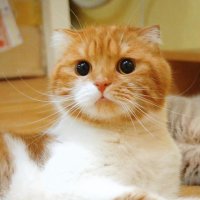 The local cat (@daydreamer_shaa) 's Twitter Profile