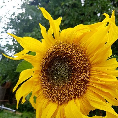 greenermummy's profile picture. Full time Mummy, part time Children's Palliative Care Nurse, permanently tired.