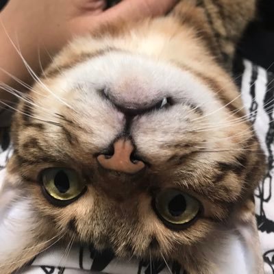 あ！ツイフィ必読【取引用】さんのプロフィール画像