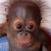 Spanky McMonkey (@spankymcmonkey) Twitter profile photo Spanky McMonkey (@spankymcmonkey) Twitter profile photo