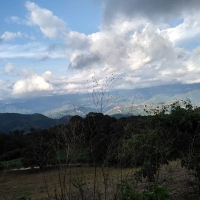 elbugscln's profile picture. 