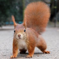 Rebellious Squirrel(@hazeyorb123) 's Twitter Profile Photo