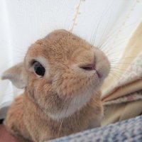 usamama 【学校動物の屋外飼育は、劣悪環境の虐待行為】ウサギなどの小動物を消耗品扱いするな (@usamama73021718) 's Twitter Profile Photo usamama 【学校動物の屋外飼育は、劣悪環境の虐待行為】ウサギなどの小動物を消耗品扱いするな (@usamama73021718) 's Twitter Profile Photo