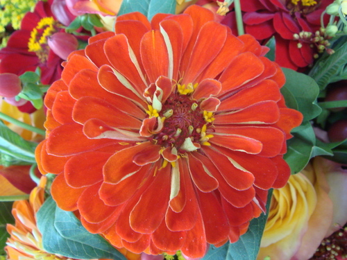 halliesgarden's profile picture. Fresh and Distinctive Floral Design. We have moved to Somerville, come visit!