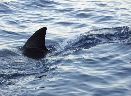water hamacas sharks dogs mountains beauty life air