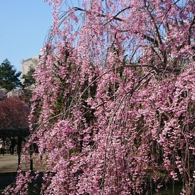 華村さんのプロフィール画像