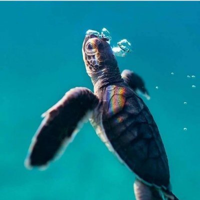 pawwgreen's profile picture. 🐚🌱🌻🌈⚡
♀.