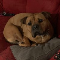 Jane Curry (@watchjanewrite) 's Twitter Profile