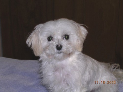 Chocoholic and Maltese lover, not always in that order.