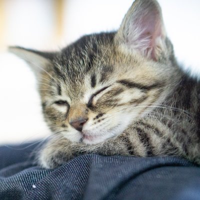 L6V0RCVB2kf4jAI's profile picture. 初めまして。白い眼帯ちゃんです！