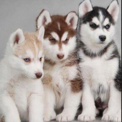 uribe2019's profile picture. Kind