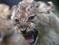 amigofeed's profile picture. 