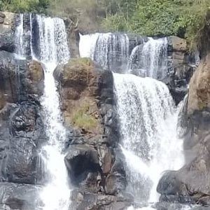 s0pwan's profile picture. tanaman hidro p0nik