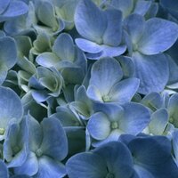 rivka green (@rivkagreen) 's Twitter Profile