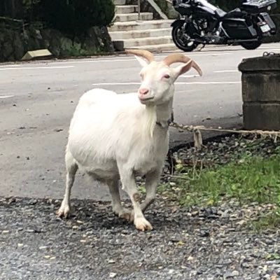 自転車持ってるけど自転車乗れてないおっさん