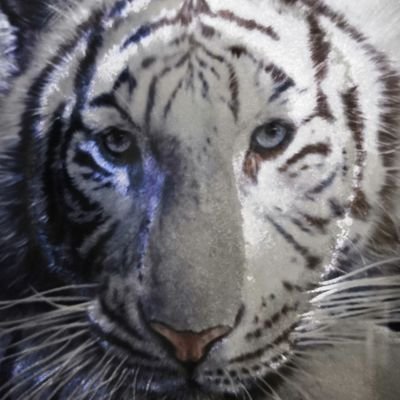 🐯トラジロ🕊️消費税なんて廃止しろ🕊️🇯🇵 Profile