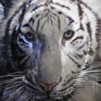 🐯トラジロ🕊️消費税なんて廃止しろ🕊️🇯🇵(@dagjapvnxal) 's Twitter Profile Photo