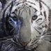 🐯トラジロ🕊️消費税なんて廃止しろ🕊️🇯🇵 (@dagjapvnxal) Twitter profile photo