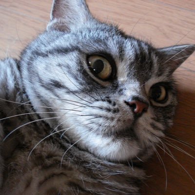 心機一転。まぁ、ぼちぼちやっていきます。猫好き。麺好き。車好き。アイドル好き。地元好き。名古屋市民。 https://t.co/AXJlGbnPDS