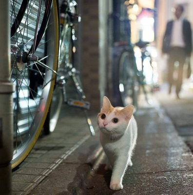 Hong Konger, finding the catsss on street ٩۹(๑•̀ω•́ ๑)۶